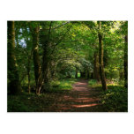 Path in the Woods Postcards