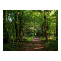 Path in the Woods posters by artberry Path in the Woods posters