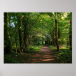 Path in the Woods Posters