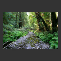 "Path of Ferns", Muir Woods posters