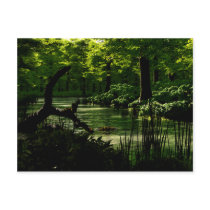 Path of Peacefulness Postcard