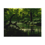 Path of Peacefulness Postcard
