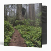 Path through the giant redwood trees shrouded 2 vinyl binders