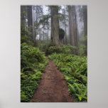 Path through the giant redwood trees shrouded 2 posters