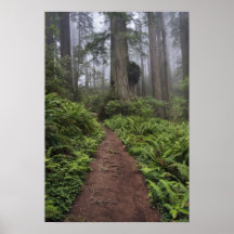 Path through the giant redwood trees shrouded 2 posters