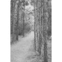 Path Through the Pines print