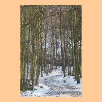 Path Through The Trees - Newmillerdam, Yorkshire posters