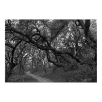 Path thru oak tree grove in Andrew Molera State posters