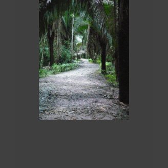 Pathway to the Yucatan