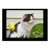 Patience Life Lessons From A Cat ACEO Art Cards business cards