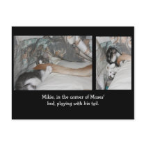 Patient Moses postcards by myrtieshuman Patient Moses postcards