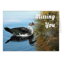 Pato en la tarjeta del río