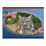 patriotic-bobcat-030 post cards
