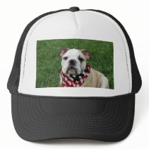 Patriotic  bulldog