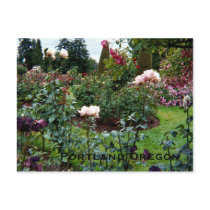 Patriotic Colors Rose Garden postcards