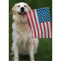 Patriotic Dog card