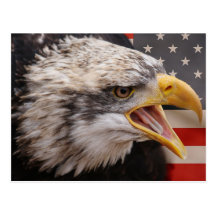 Patriotic Eagle Image Postcard