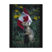Patriotic postcards