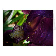 Pat's Iris Cards