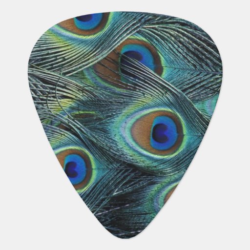 Pattern in male peacock feathers pick | Zazzle