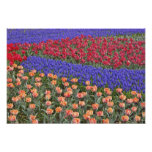 Pattern of tulips and Grape Hyacinth flowers, Art Photo
