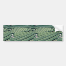 Patterned tea fields, Urashino, Japan Bumper Stickers