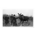 Patting a Moose Photo 1921 posters by lc_alaska Patting a Moose Photo 1921 posters
