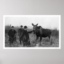 Patting a Moose Photo 1921 Posters