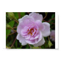 Paul's Himalayan Musk Rose posters by johnforbes Paul's Himalayan Musk Rose posters