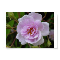 Paul's Himalayan Musk Rose posters