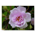 Paul's Himalayan Musk Rose posters by johnforbes Paul's Himalayan Musk Rose posters