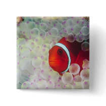 Paupau New Guinea, Great Barrier Reef, Buttons