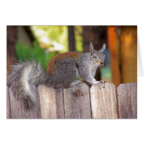 Pause on Fence cards by elizadeb Pause on Fence cards