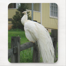Pavo real blanco tapetes de ratón