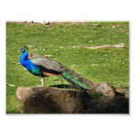 Pavo real foto