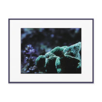 Pavona postcards by NoClockThing Pavona postcards