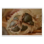 Paw cards