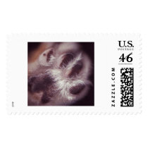 paw postage by brownroyal paw postage