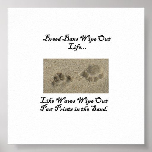 Paw Prints in the Sand Poster Zazzle