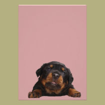 Paws For Thought invitations