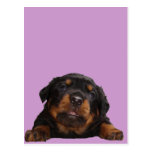 Paws For Thought Post Cards