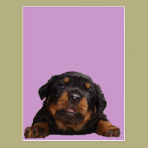 Paws For Thought postcards