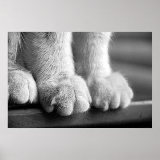 Paws of Legend print