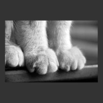 Paws of Legend posters by wottwin Paws of Legend posters