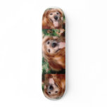 Pawwit.org Skateboard Floyd