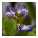 pea flower posters