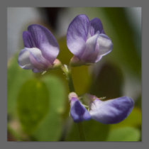pea flower posters