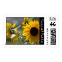 Pea Patch postage by kcparks Pea Patch postage