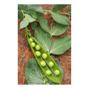 Pea Pod Poster posters