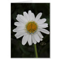 peace daisy cards by judymarieswan peace daisy cards